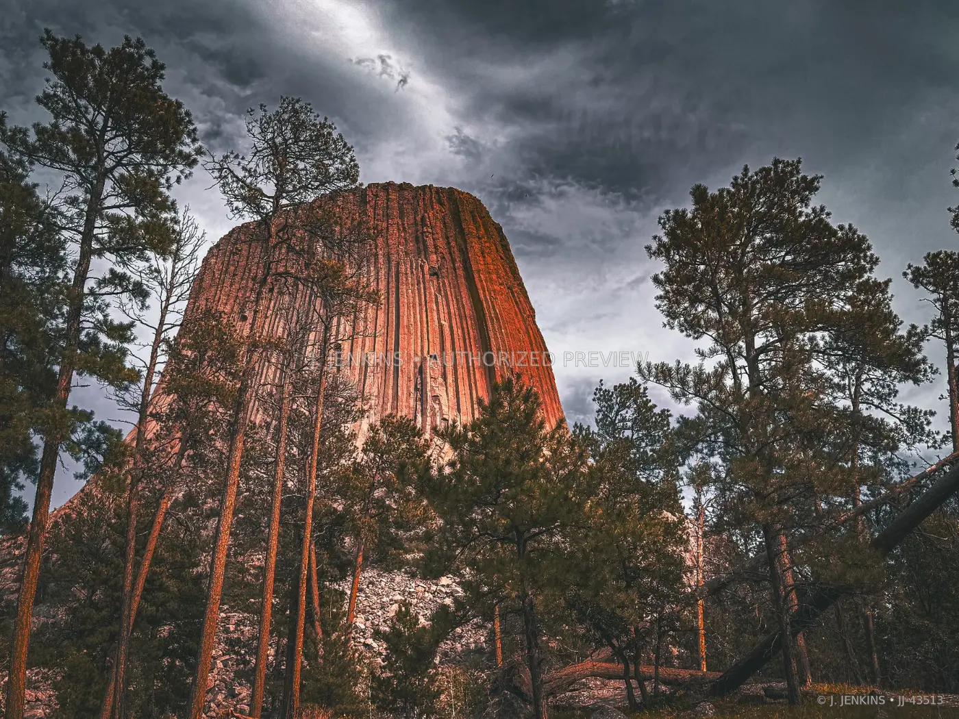 Devils Tower framed by tall pines under storm clouds