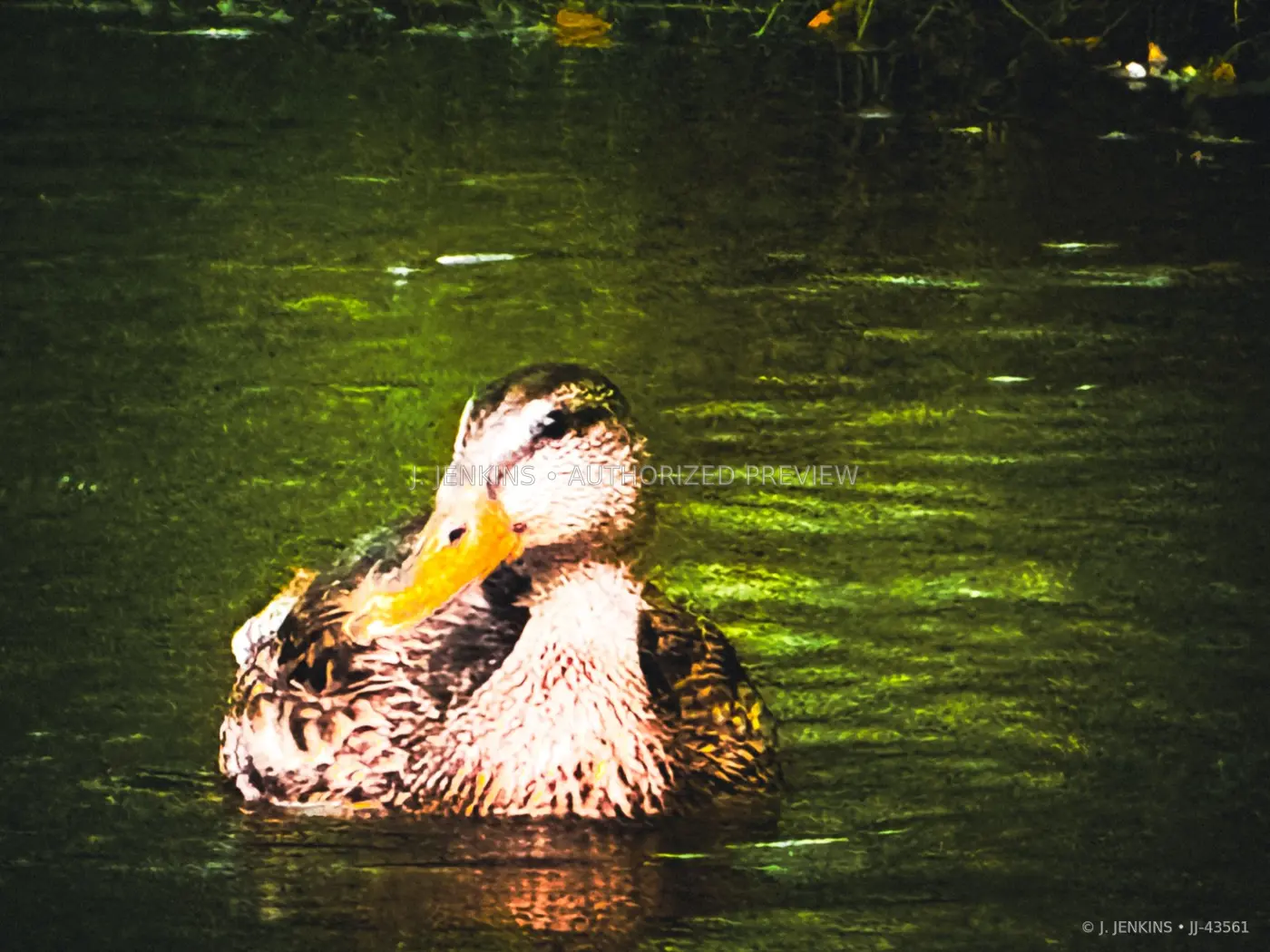 Duck floating in deep green water