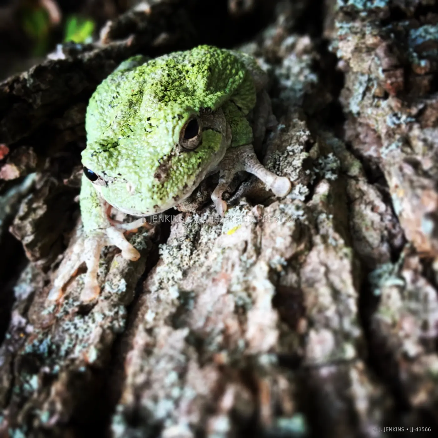 Green tree frog nestled into textured bark
