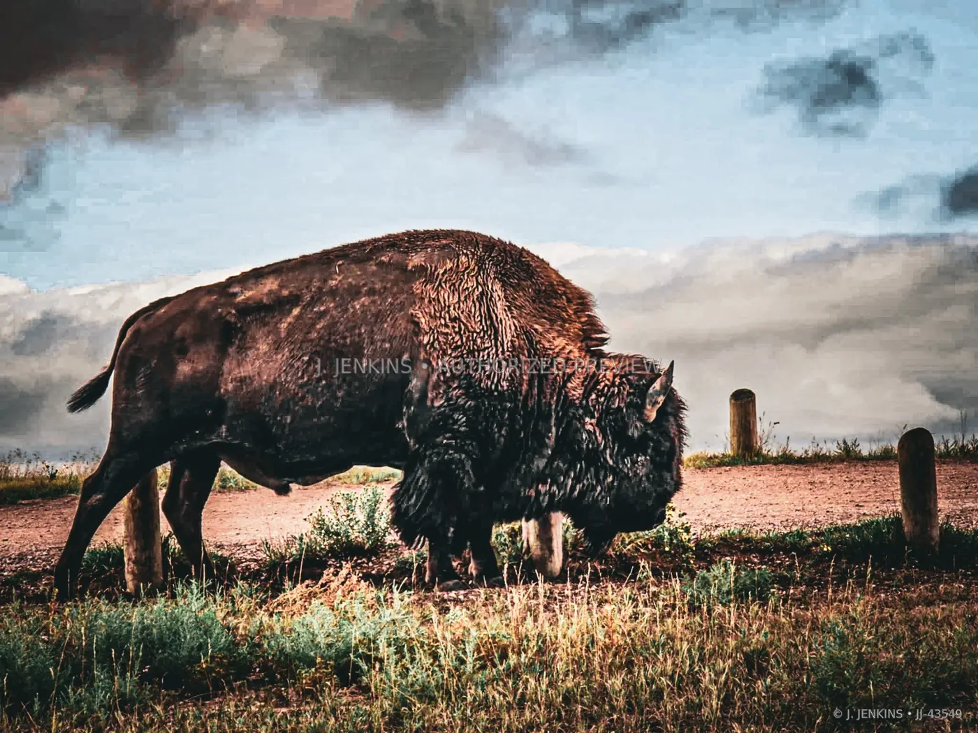Bison grazing beneath layered clouds