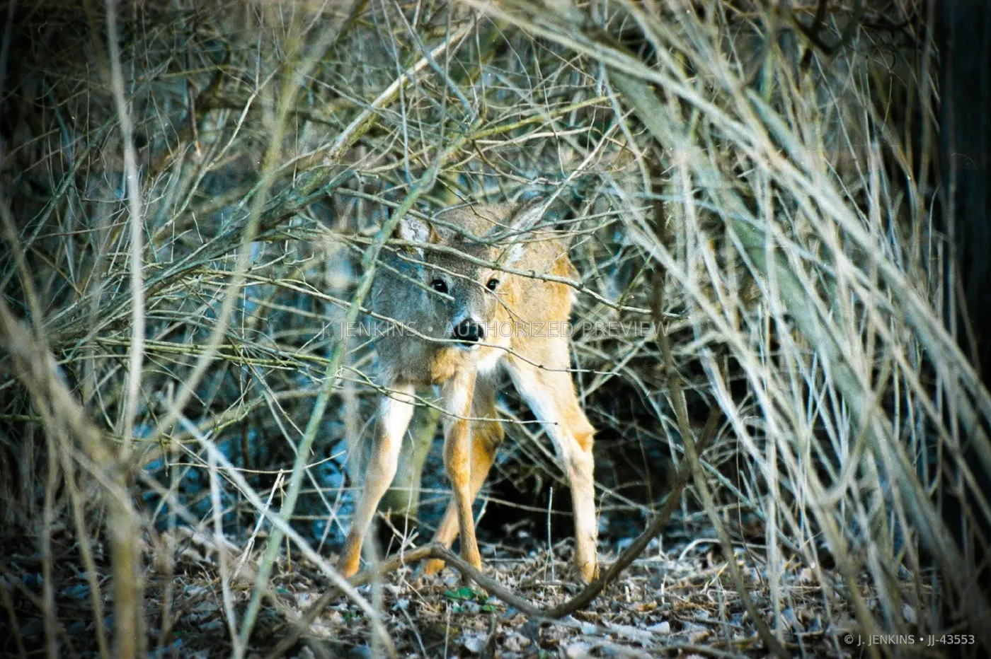 Deer looking through a dense frame of branches