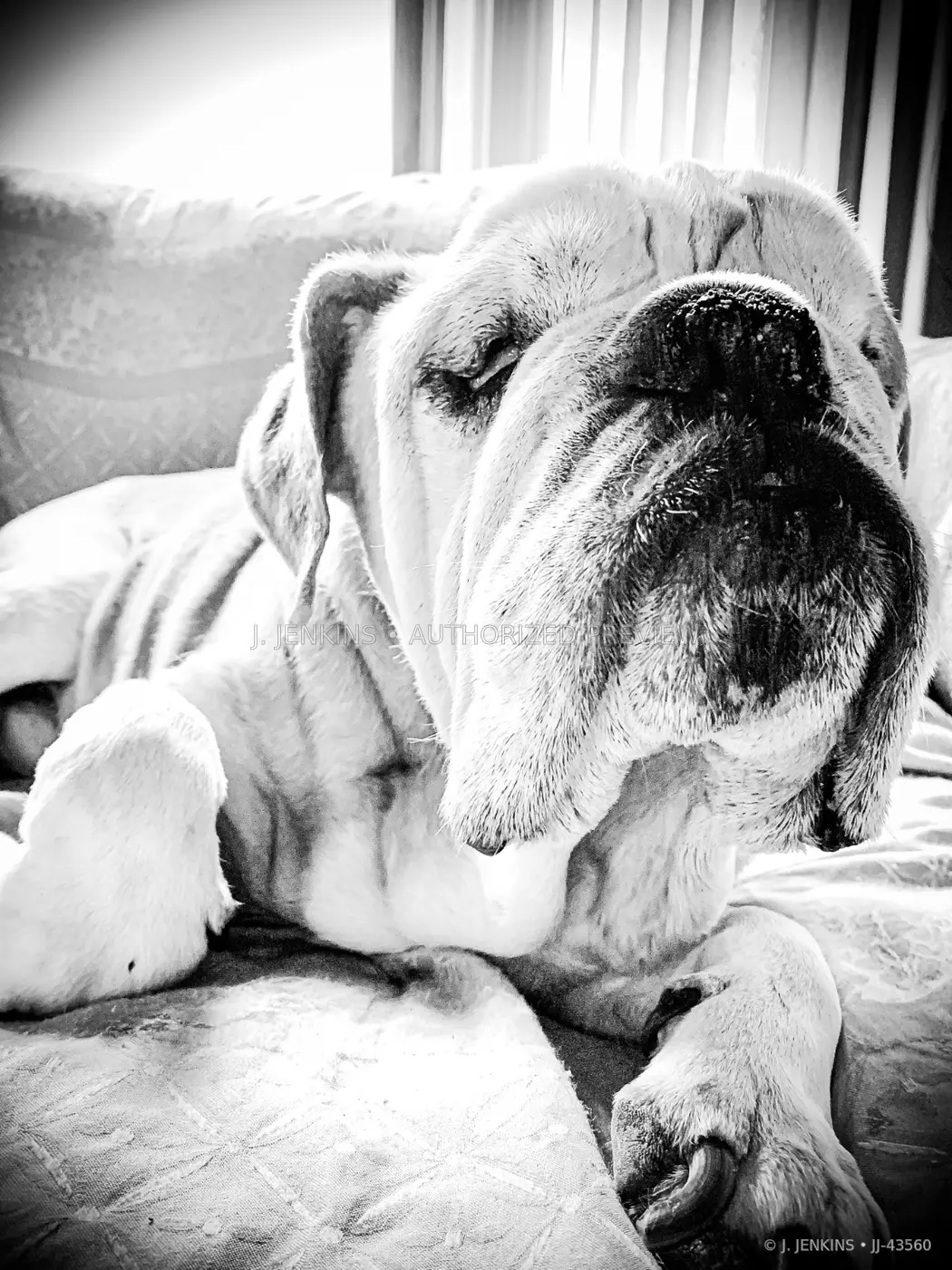 High-key black-and-white portrait of an English bulldog