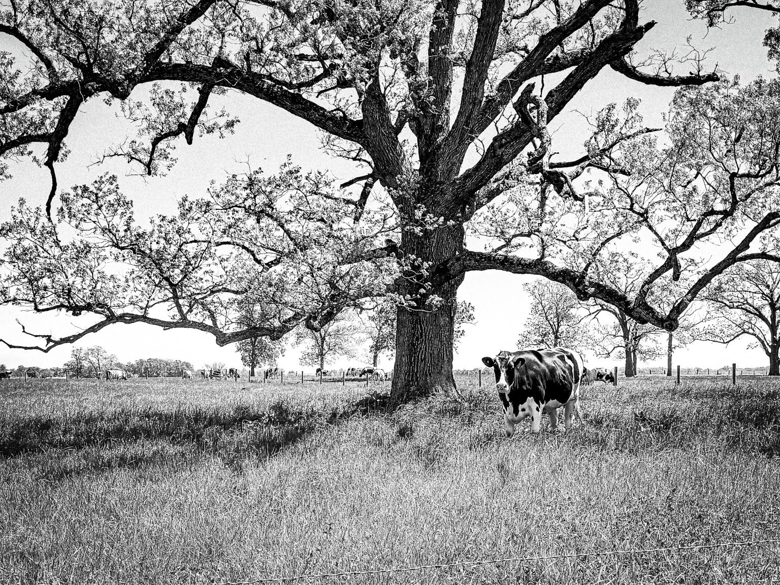 Black-and-white pastoral scene of a cow standing beneath an expansive old tree
