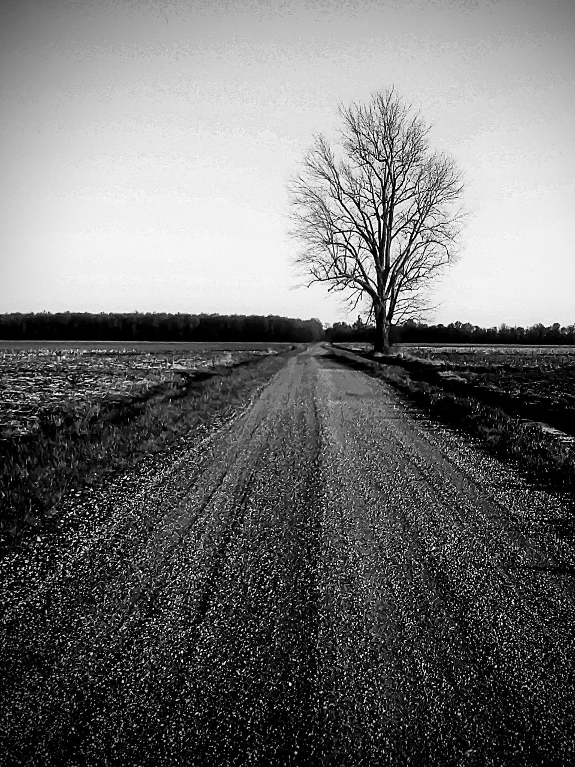 Black-and-white rural road leading toward a solitary leafless tree
