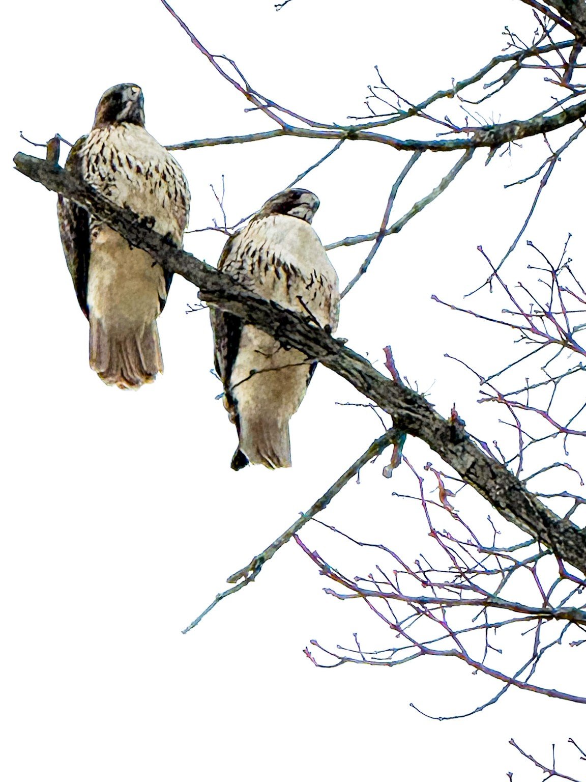 Two hawks perched together on bare winter branches